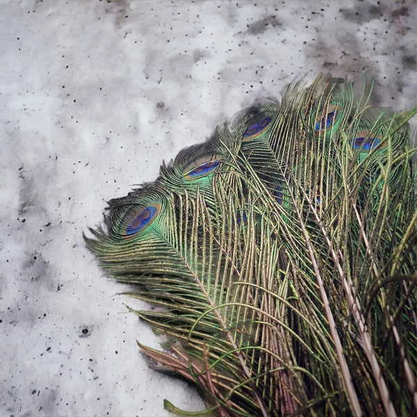 Peacock Feather 