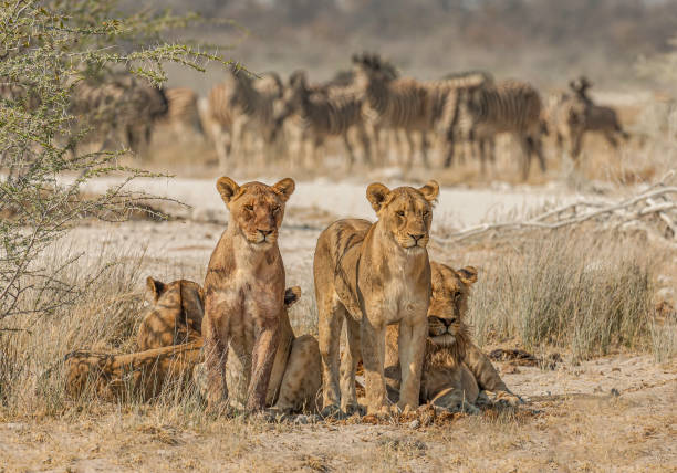 How Plains Game Hunting in Namibia Supports Wildlife Conservation