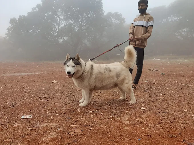 Top Pet-Friendly Resort in Mahabaleshwar for a Pawsome Stay