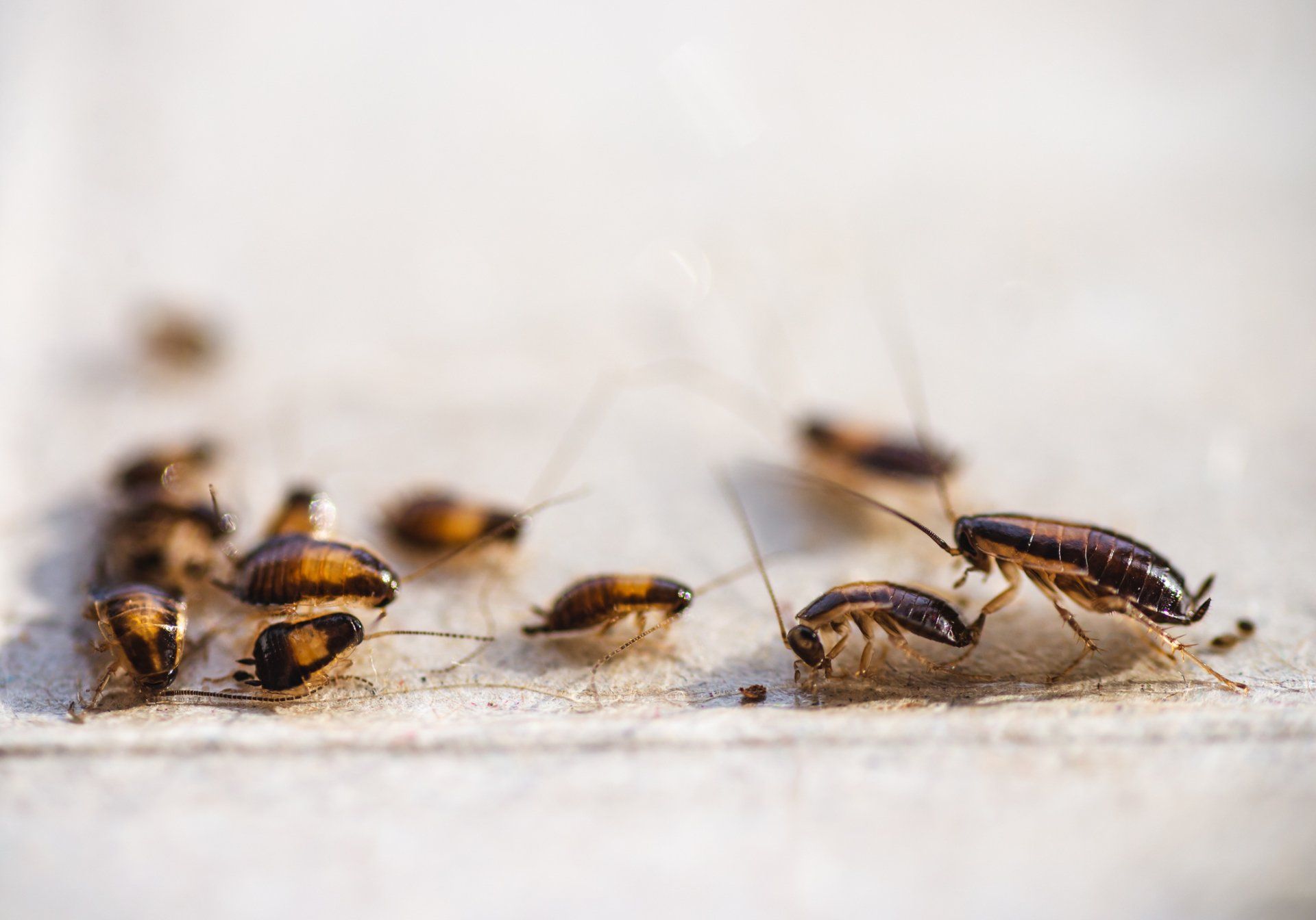 Comprehensive Roach Control: Safe, Efficient Methods for a Pest-Free Home