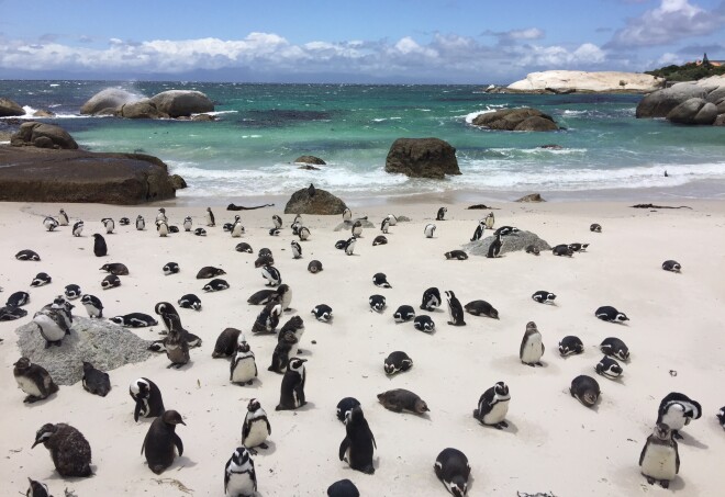 Boulders Beach Entrance Fee: A Guide for Visitors