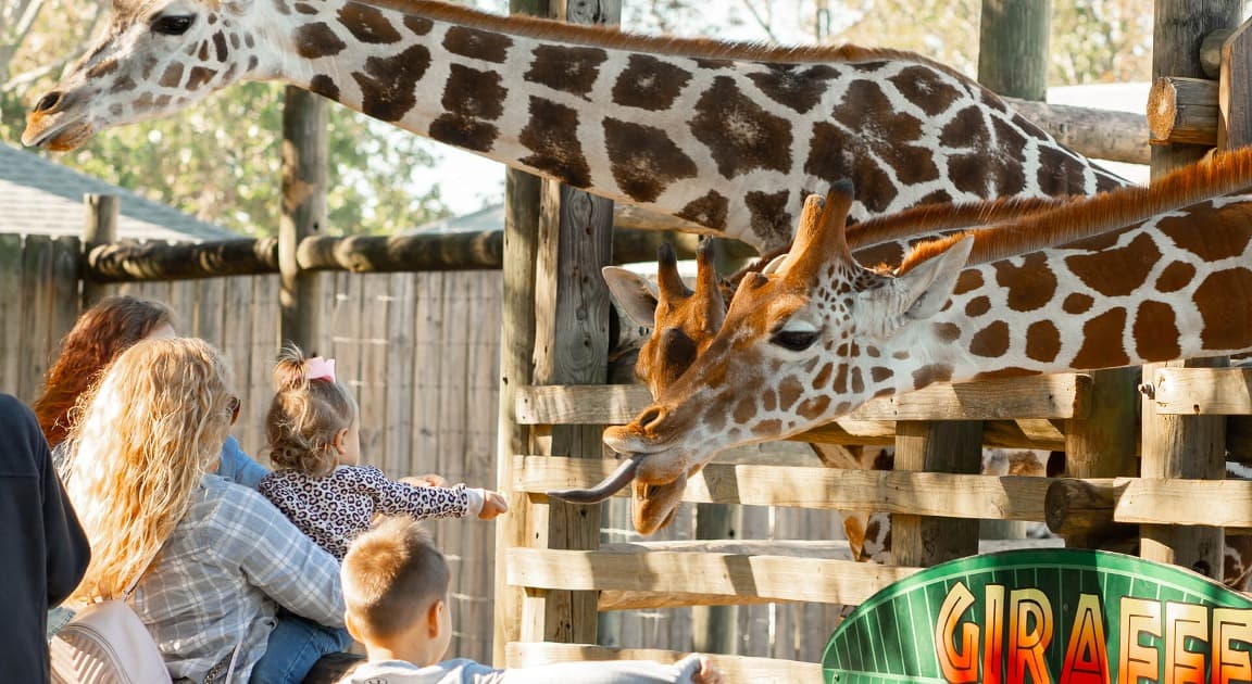 Thrills and Wildlife: A Family Day at Gulf Breeze Zoo and Wild Willy’s Adventure Zone