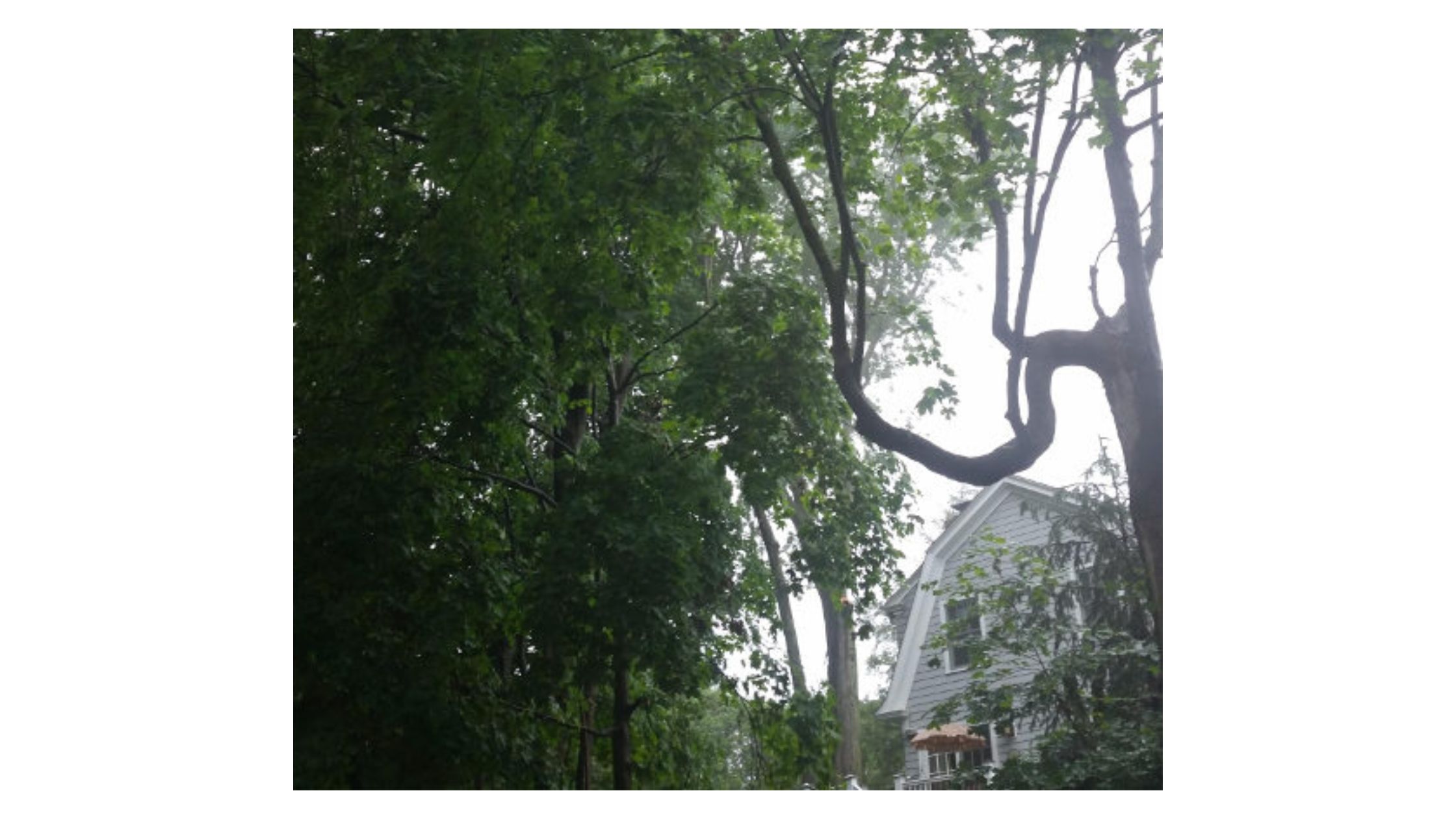Shaping Success: The Essence of Commercial Tree Trimming