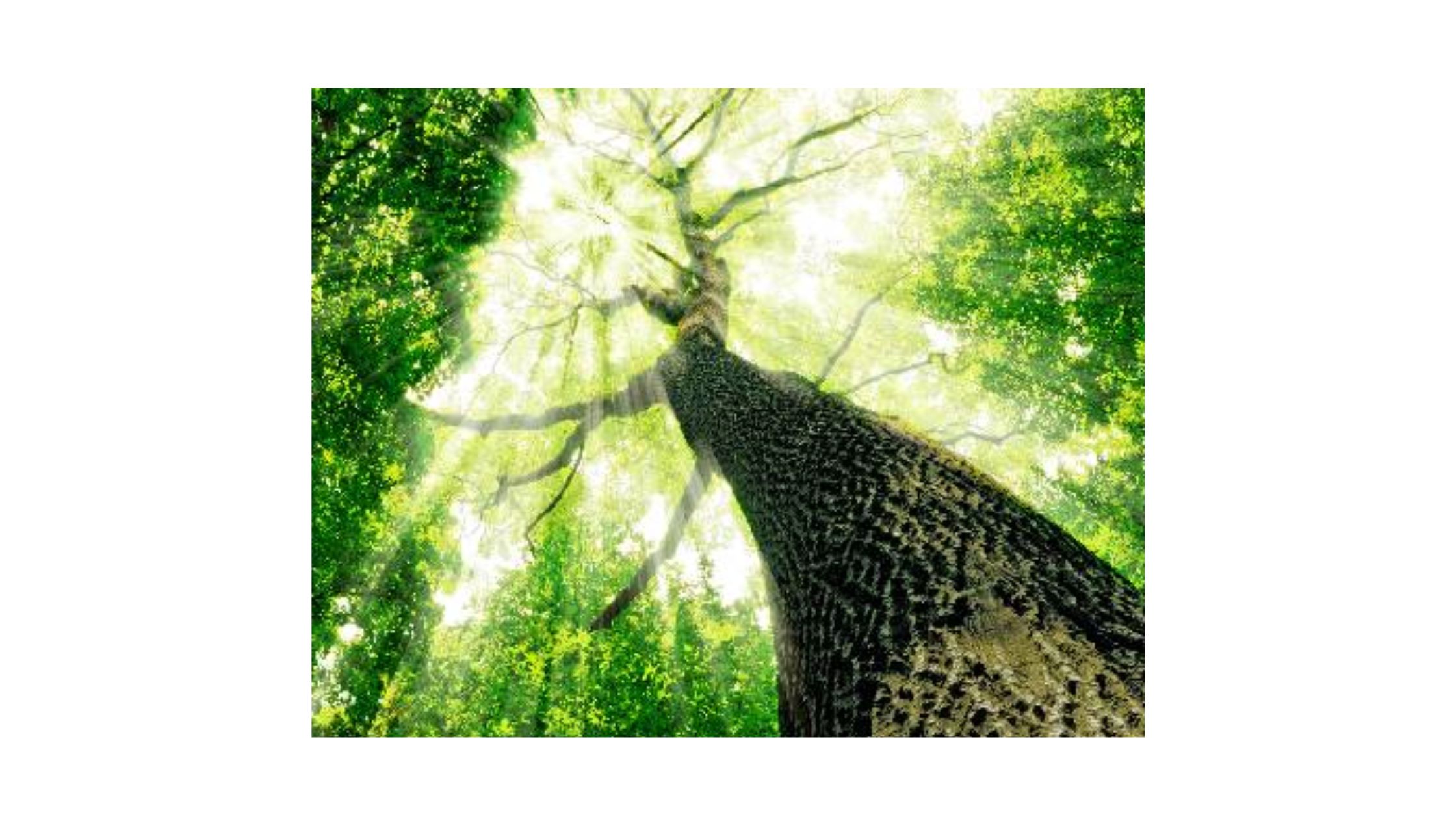 Why Opt for Professional Tree Service in Trumbull, CT? Unveiling the Benefits!