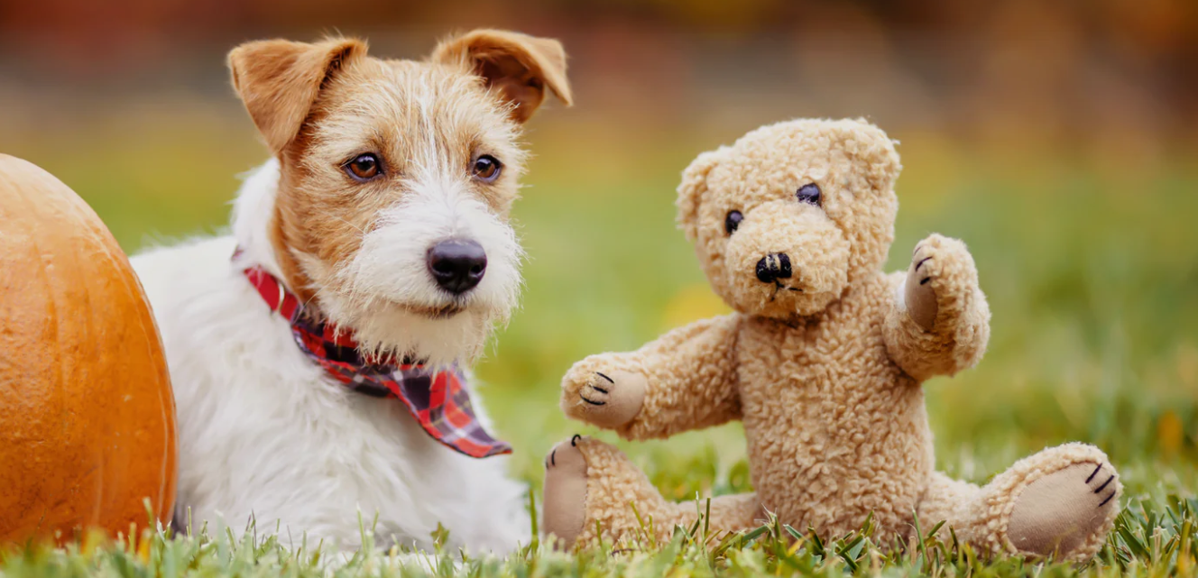 Treat Your Furry BFF Like Royalty: Must-Have Pet Products from Alfandi Super Store