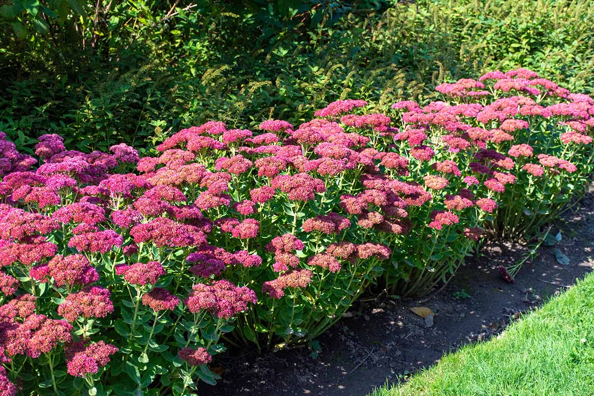 Well-Draining Delight: The Importance of Soil and Sedum Growing Mediums