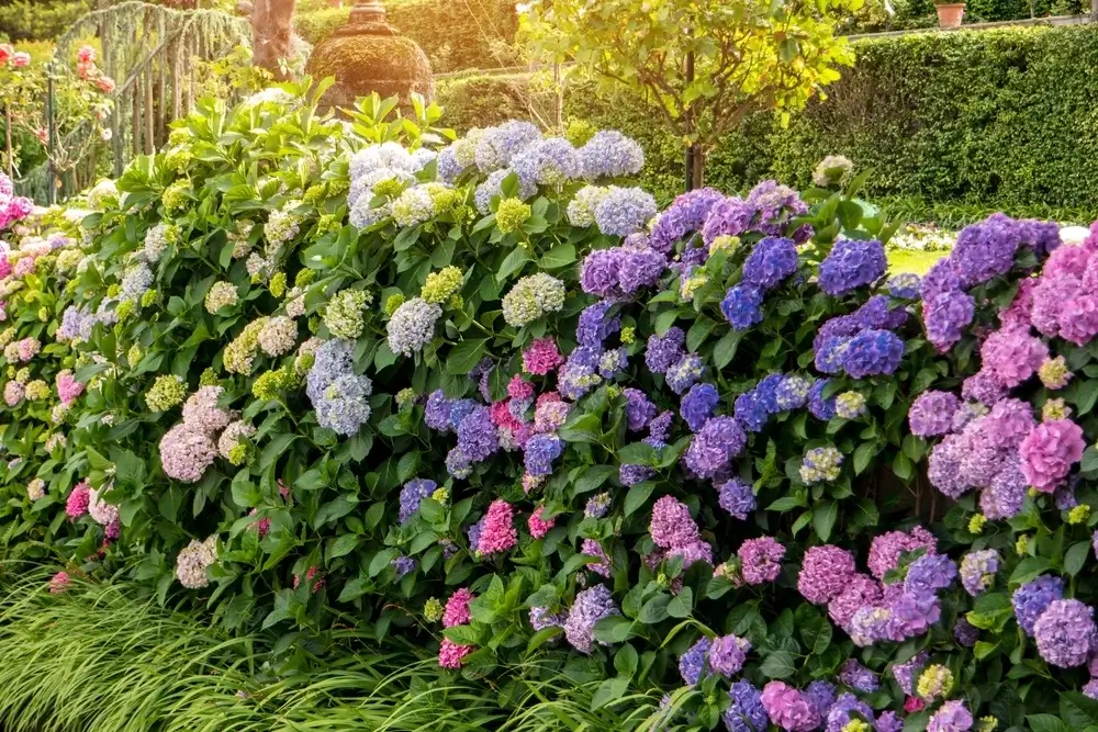 Hydrangea Photography: Capturing the Beauty of Your Blooms in Pictures