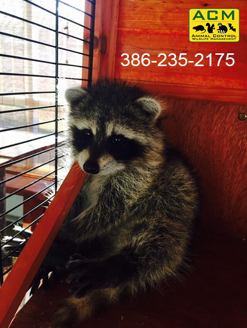 Solving The Raccoon Mystery: A Thorough Guide To Florida Raccoon Trapping Services