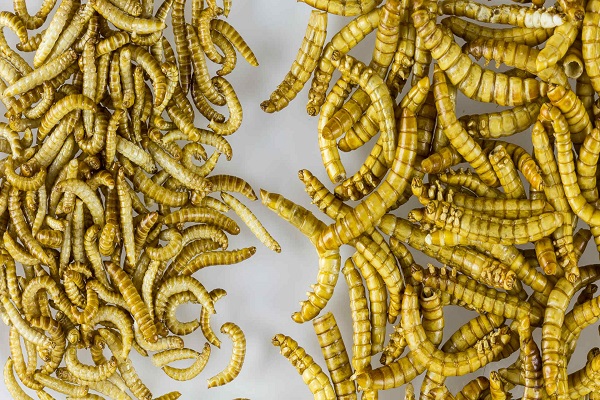 Insect-based Pet Food Market Size, Share & Forecast to 2033
