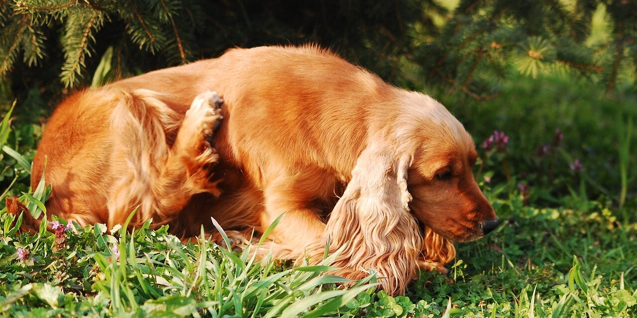 Veterinary Dermatology Market Size, Share, Growth Trends 2032