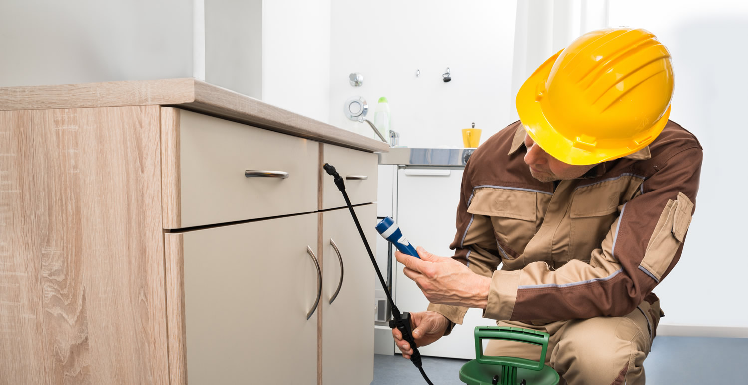 Professional Pest Control Services: Why You Need the Experts