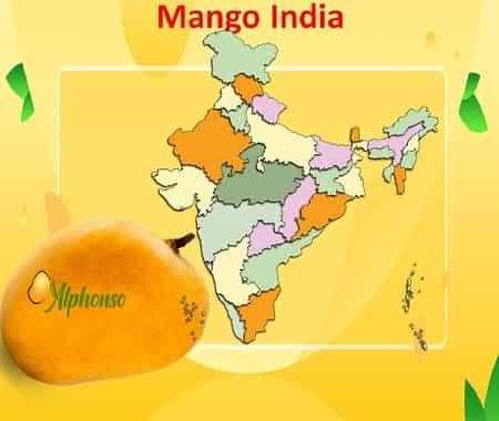 Mango India | India Produce of Premium Mangoes