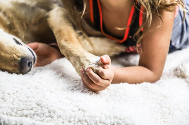 Can Carpet Cleaning Remove Pet Stains And Odors Effectively? A Deep Dive