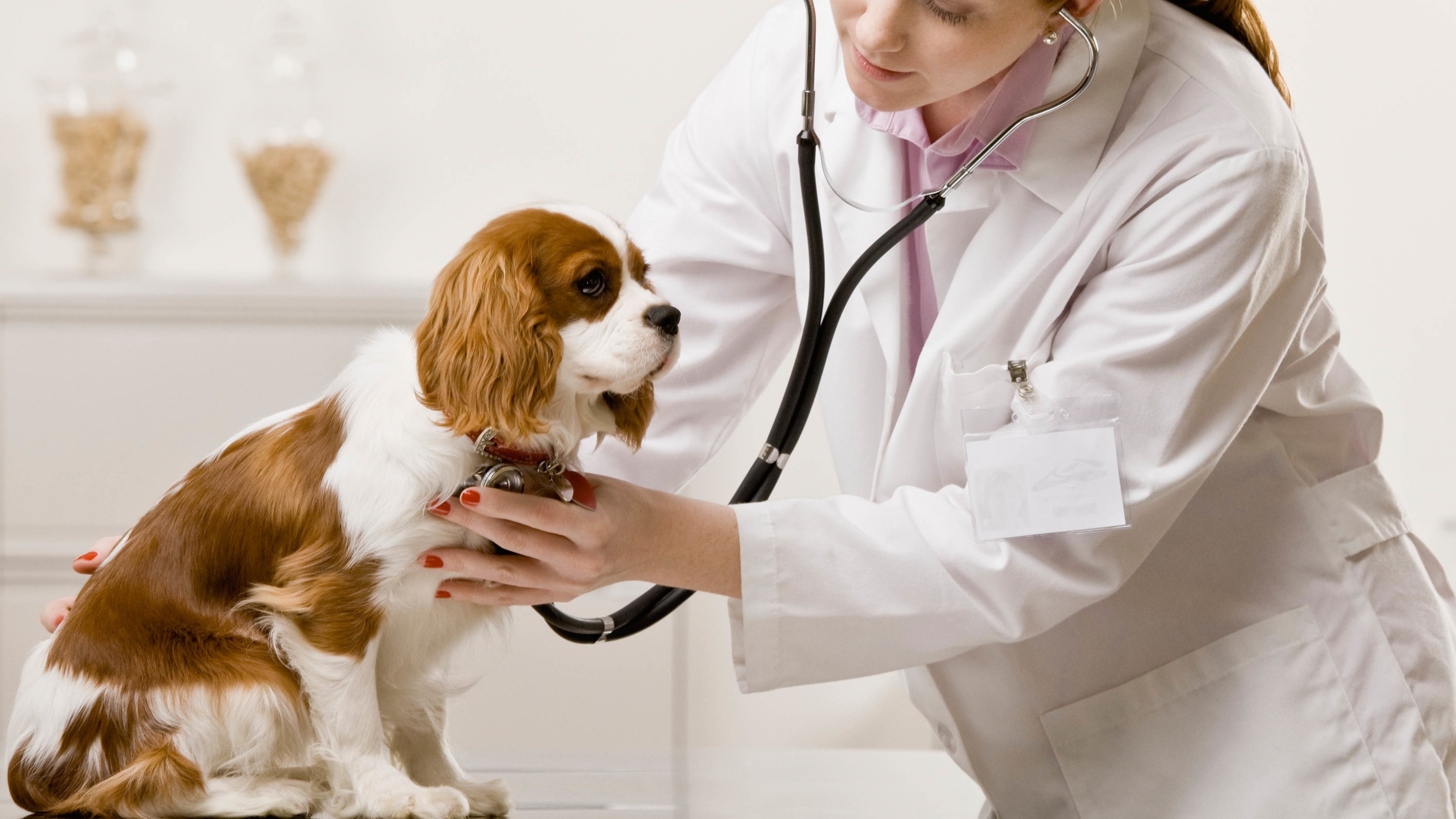 Animal Health Market Size, Share, Company Profiles and Trends Forecast to 2031