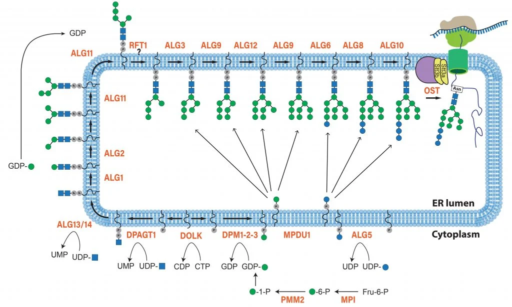 Research on Congenital Disorders of Glycosylation (CDGs)