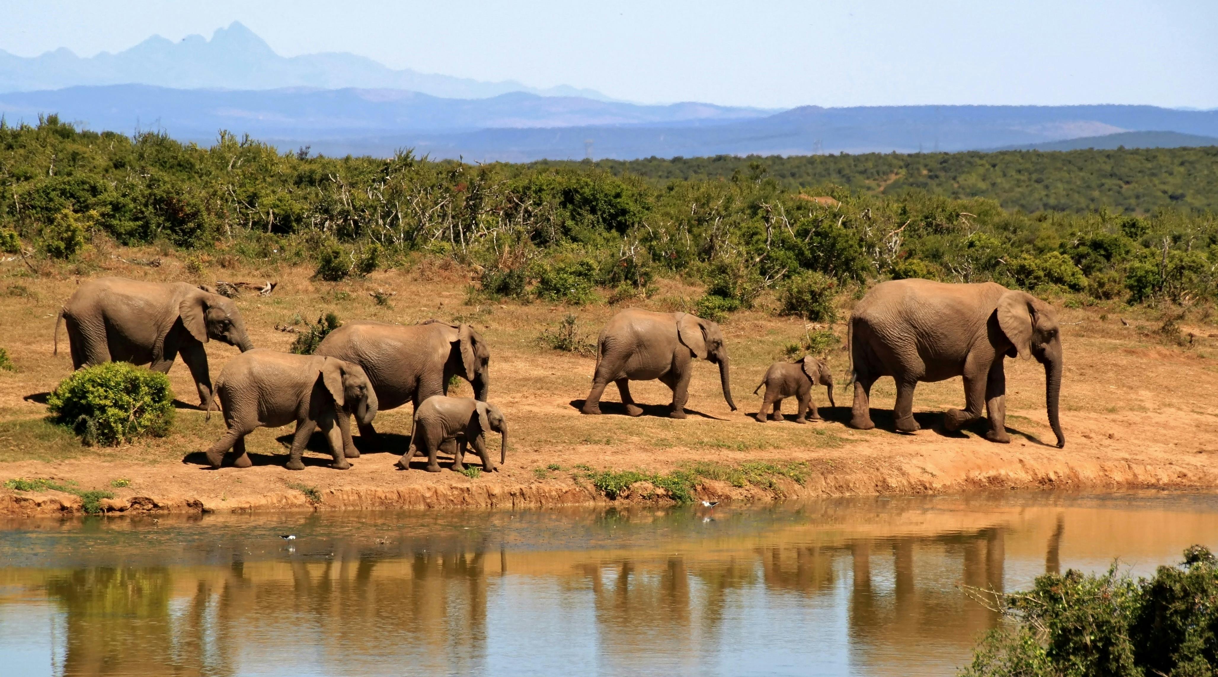 Unveiling the Unexplored: Why a Luxury African Safari is Perfect for Off the Beaten Path Travelers