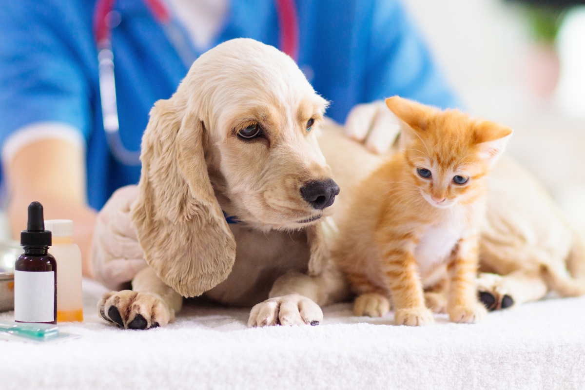 From Pets to Livestock: A Comprehensive Look at the Veterinary Market