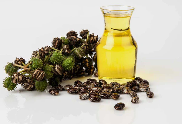 Castor Oil Manufacturing Plant Project Report 2024: Machinery, Raw Materials, Setup Cost and Revenue