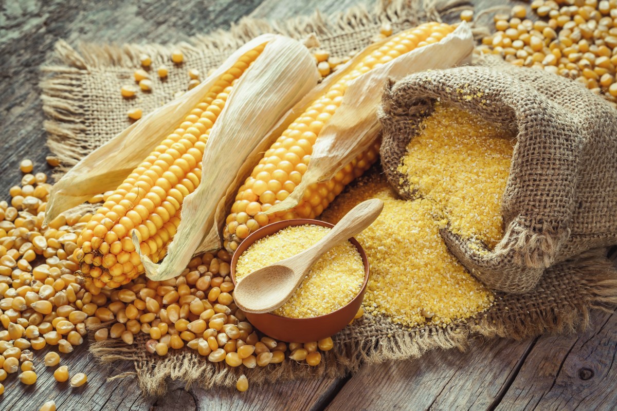 Maize Processing Plant 2024: Raw Materials Requirement, Cost and Revenue