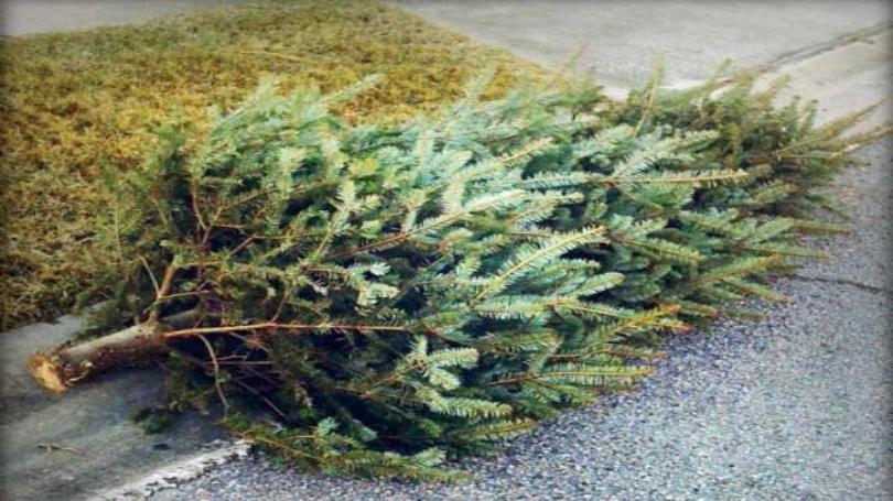 Christmas Tree Removal in Colton CA