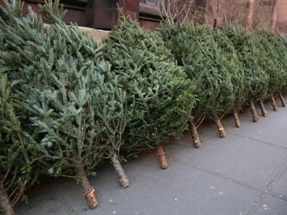 Christmas Tree Removal in Colton CA