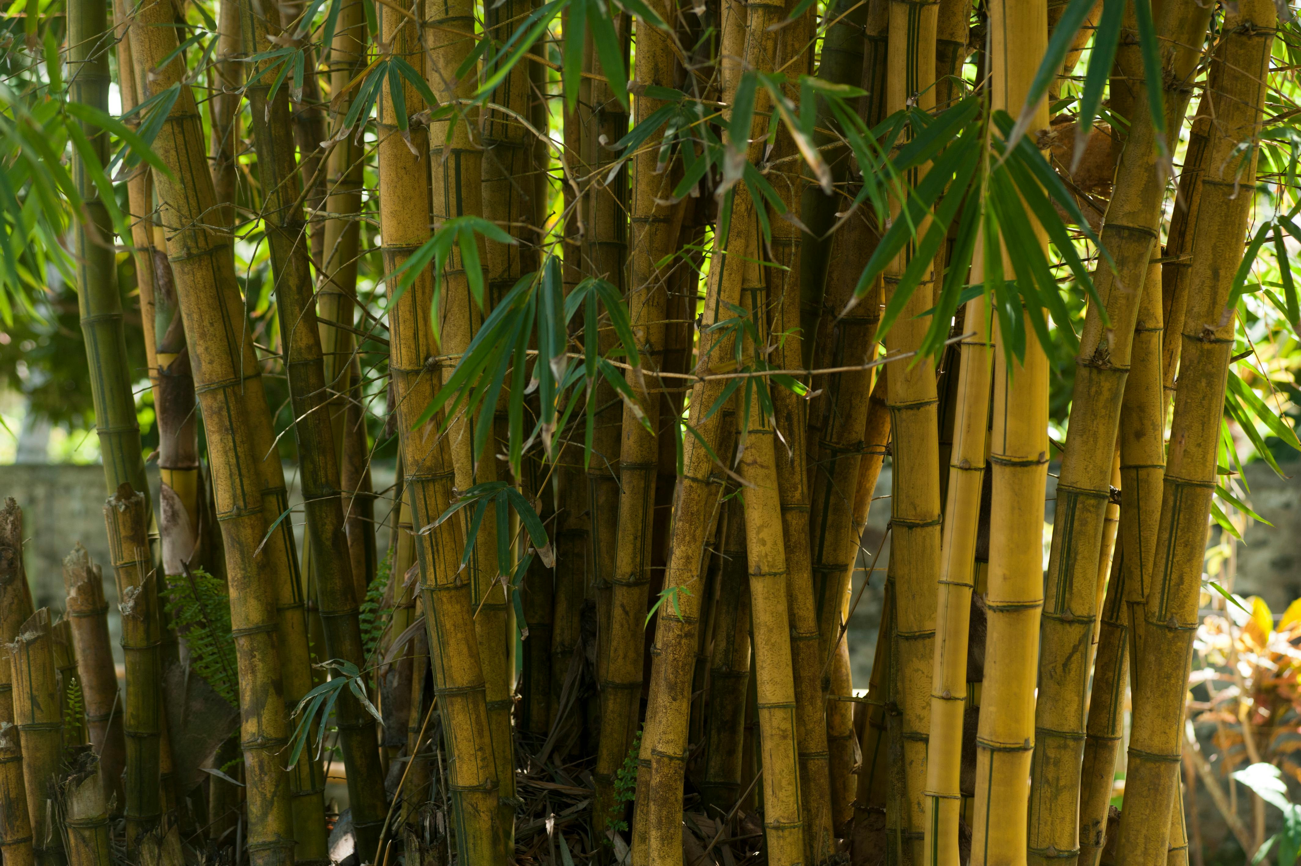 Bamboo Market Overview 2024-2033 – Competitive Landscape and Strategies