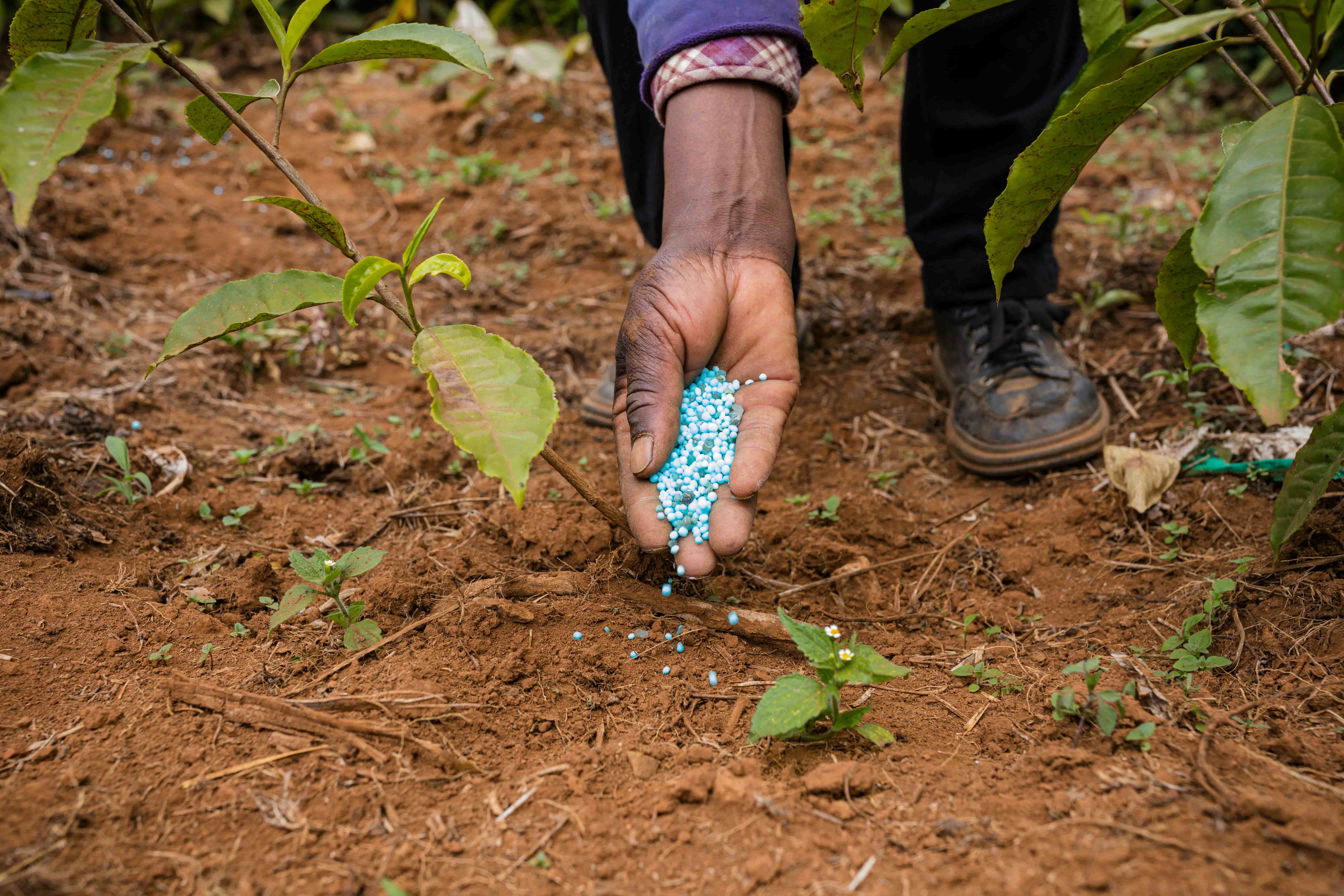 Global Controlled Release Fertilizer Market Report 2024: Growth Rate, Major Segments And Regions