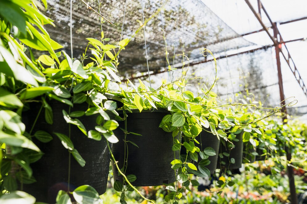 Global Microirrigation Systems Market Report 2024: Market Size, CAGR, Lucrative Segments And Top Regions