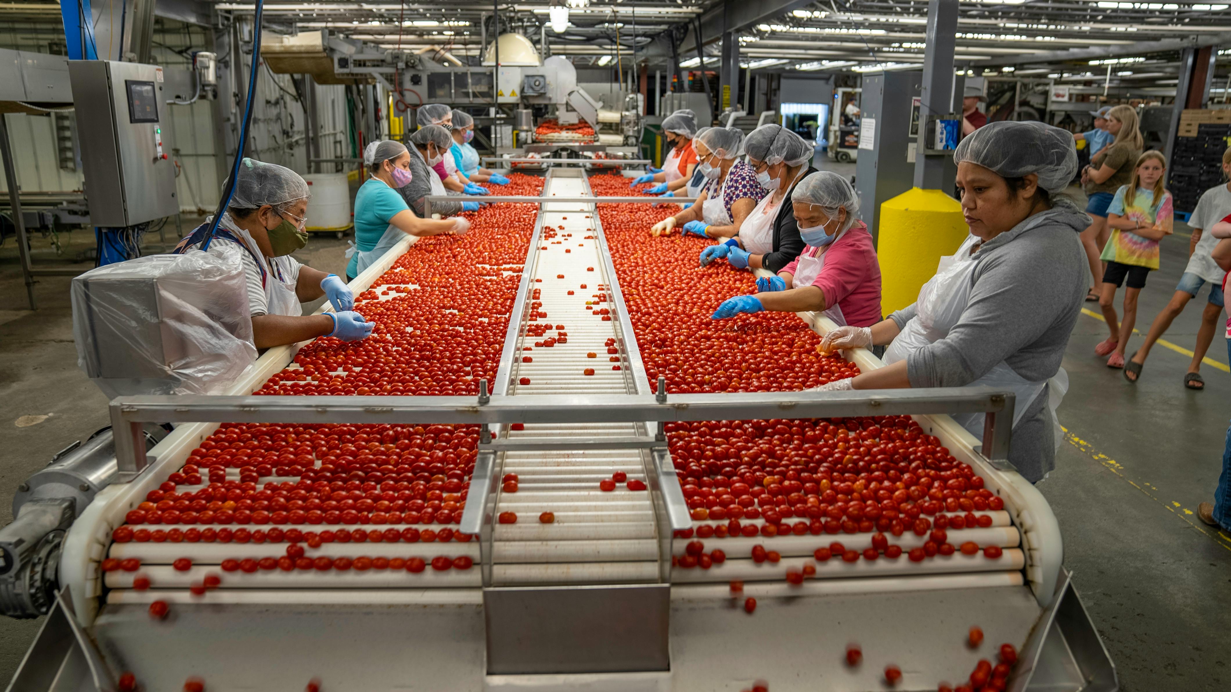 Conveyor Belt Market Overview 2024-2033 – Competitive Landscape and Strategies