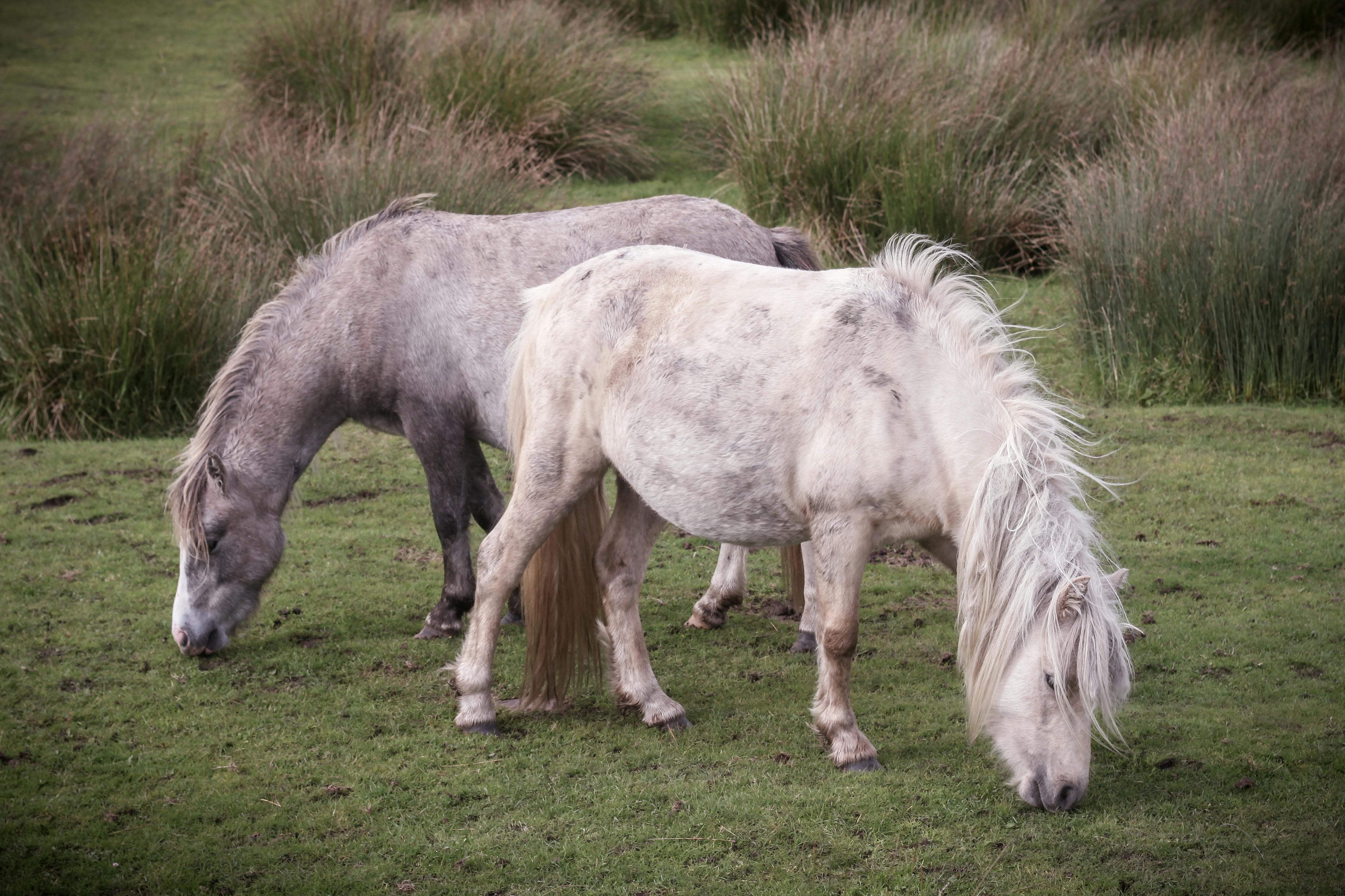Global Horse Feed Market Report 2024: Market Size, CAGR, Lucrative Segments And Top Regions