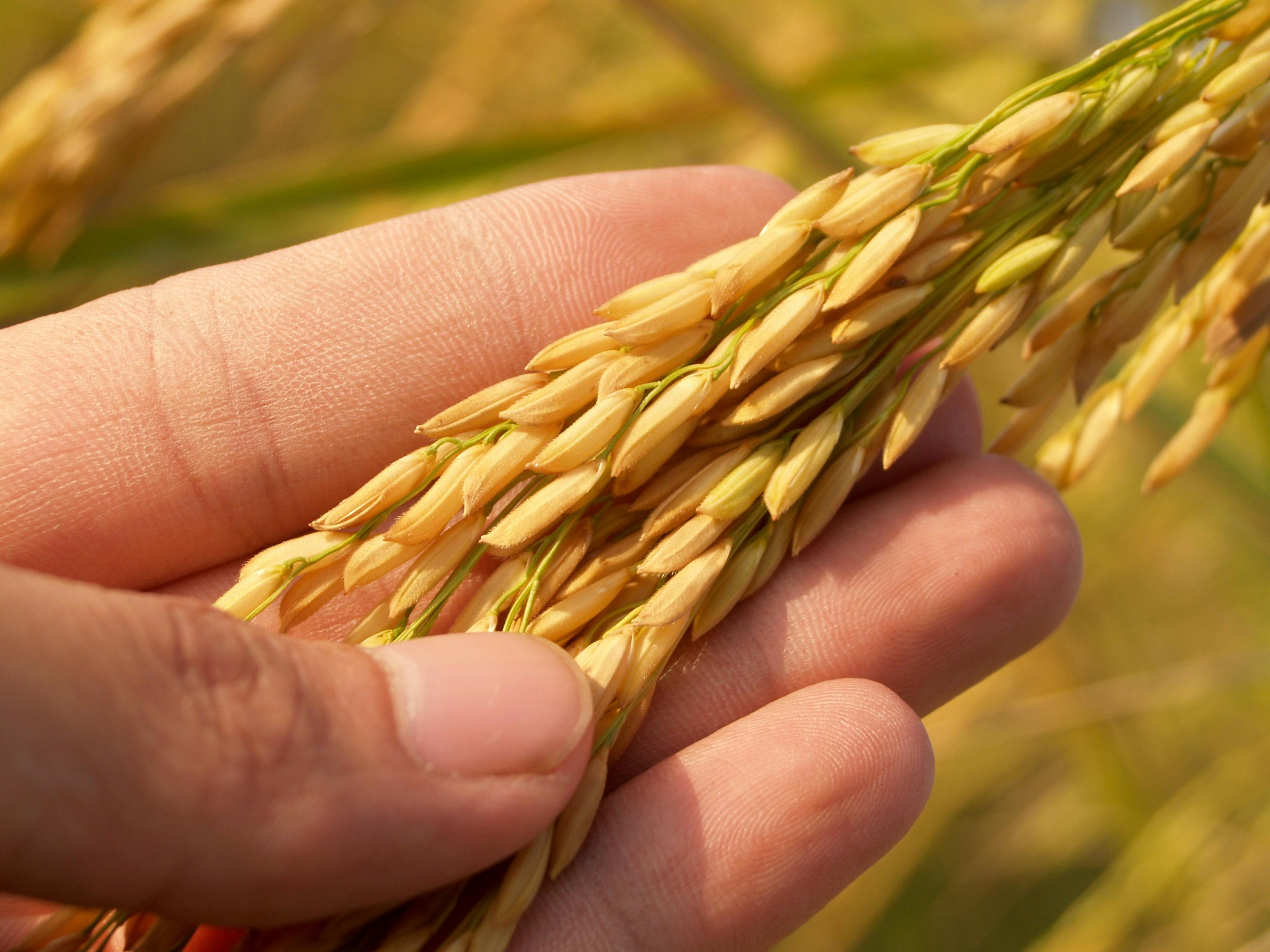Global Basmati Rice Market Report 2024: Growth Rate, Major Segments And Regions