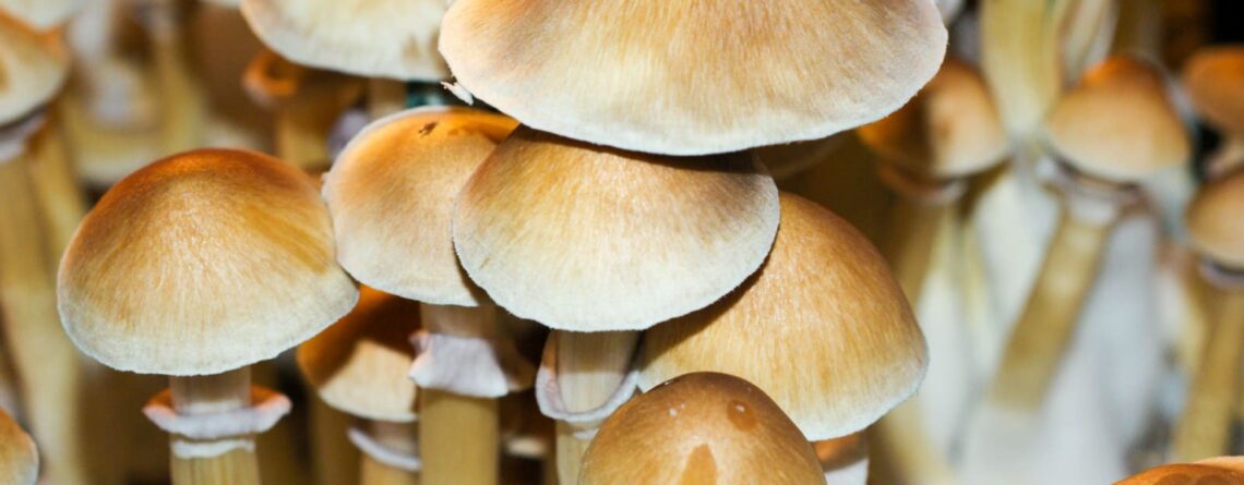 The Ultimate Guide to Growing Mushrooms from Spores: Tips and Techniques