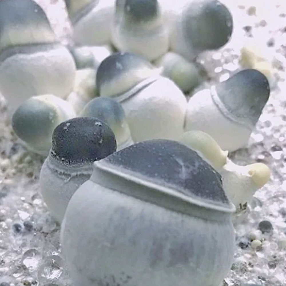 Cultivating Fungi: A Beginner's Journey with Spore Syringes in Mushroom Cultivation