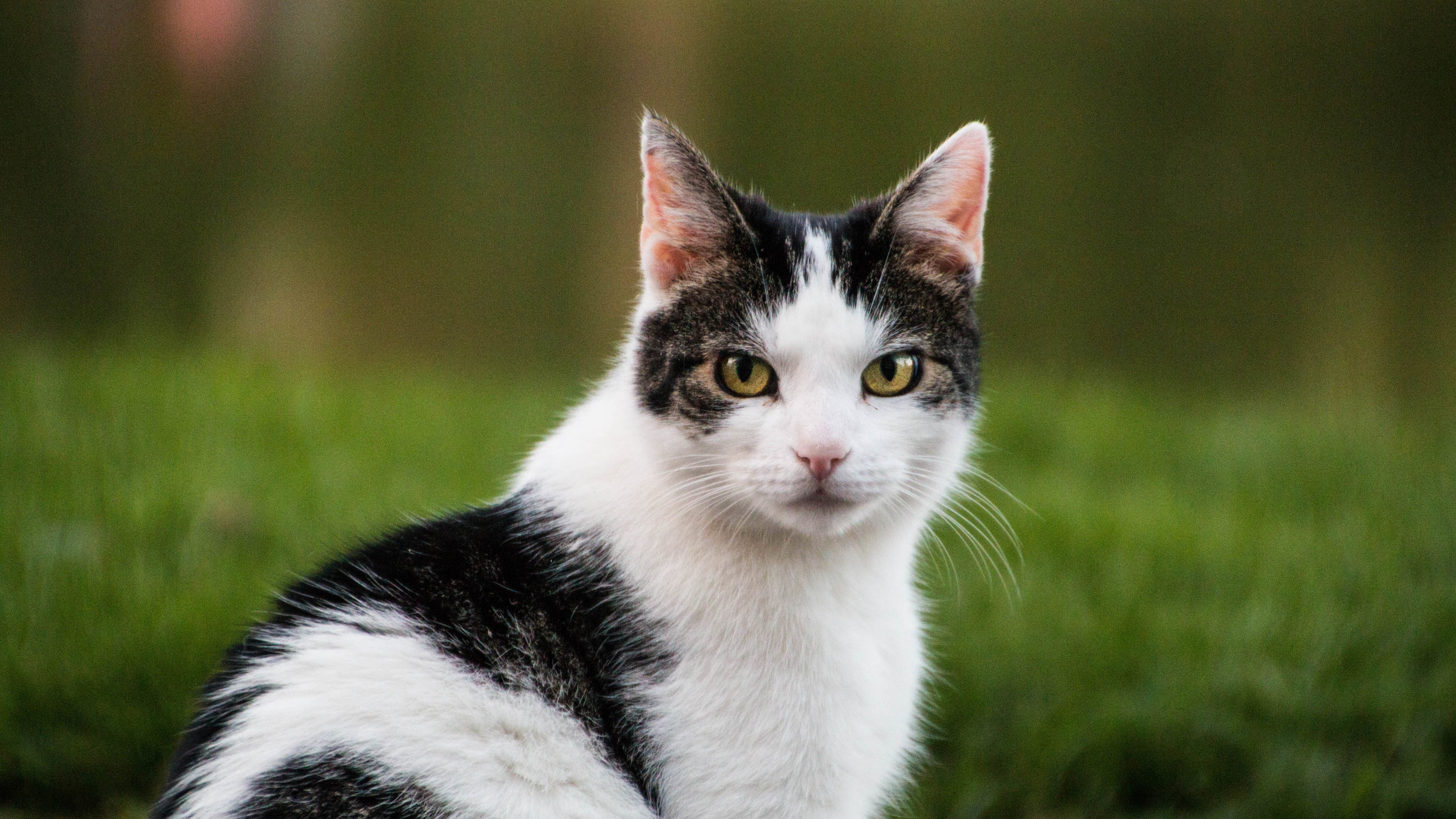 🐾 Pets: The Heartwarming Angels in Our Lives 💖