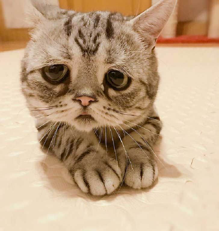 10 Sad Animal Pics That Will Make You Hug Them Instantly