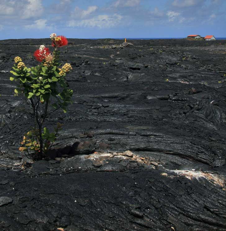 Latest rags presents 10 Mesmerising Pictures for Tree Lovers