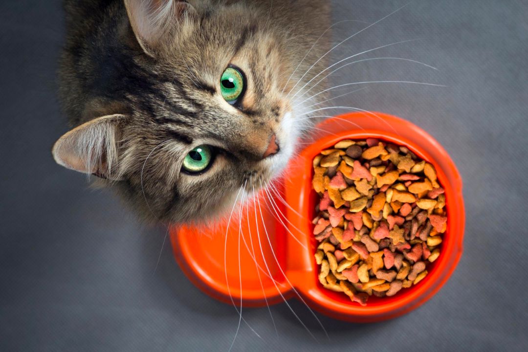 Cat Food Market Size, Growth, Report 2031