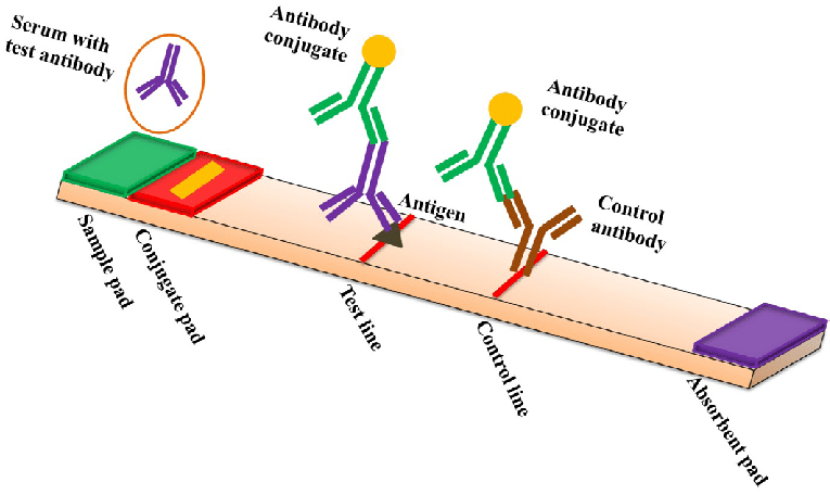 Lateral Flow Assay Components Market Size, Growth, Report 2031