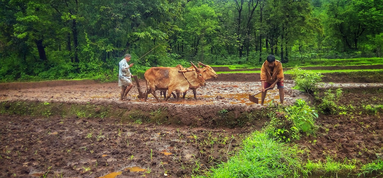 Unveiling the Soundscape of a Homestay: From Sunrise Serenade to Storytelling Sessions