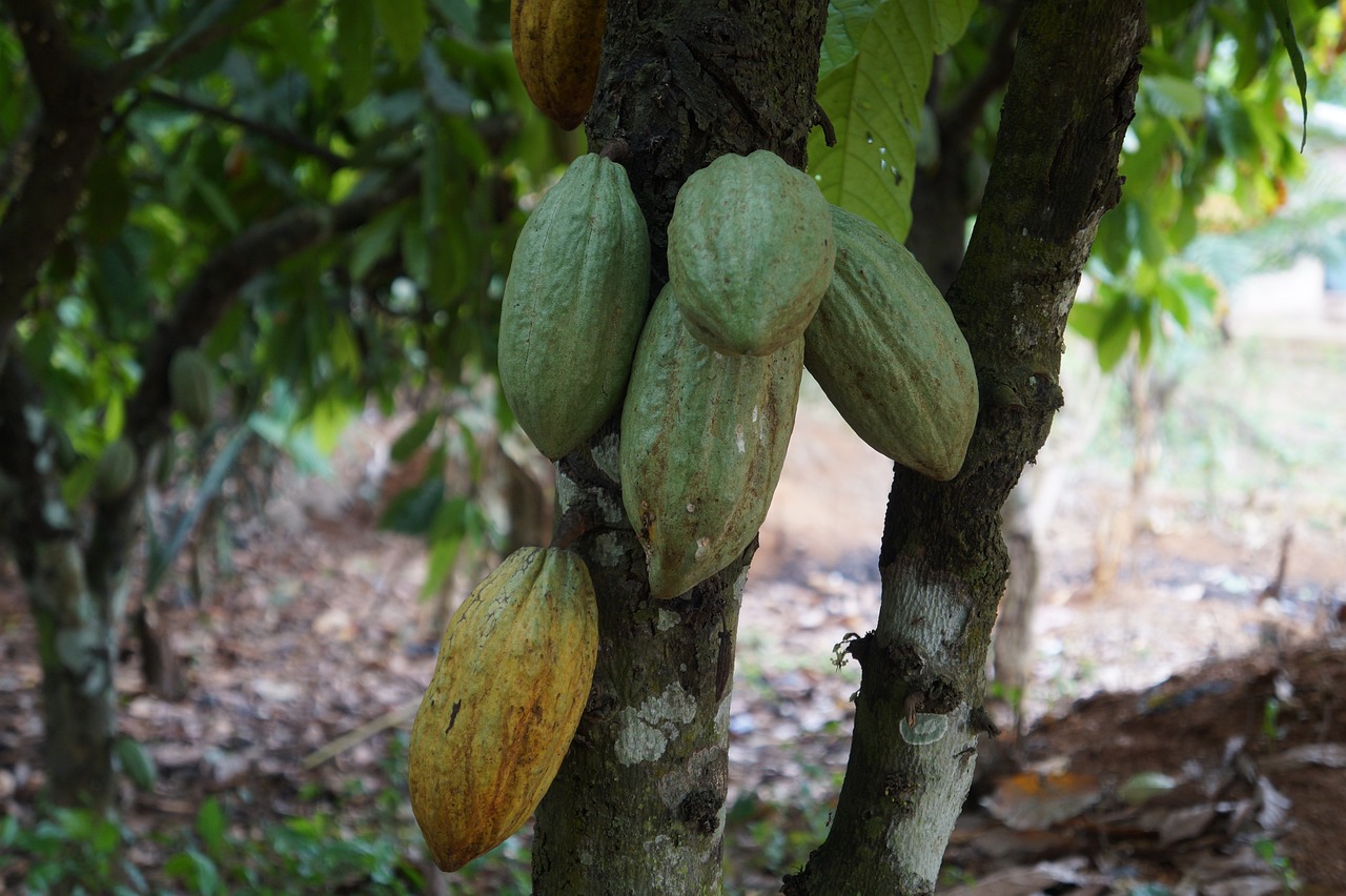 Global Chocolate Supply Issues leads to Rise in demand of Cocoa