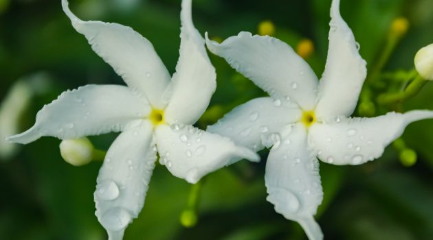 Conolidine Alkaloid: A Non-Opioid Analgesic Alkaloid for Pain Relief 