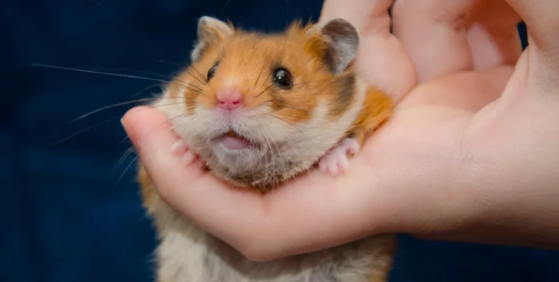 5 Reasons Guinea Pigs make the Best ESA Choice