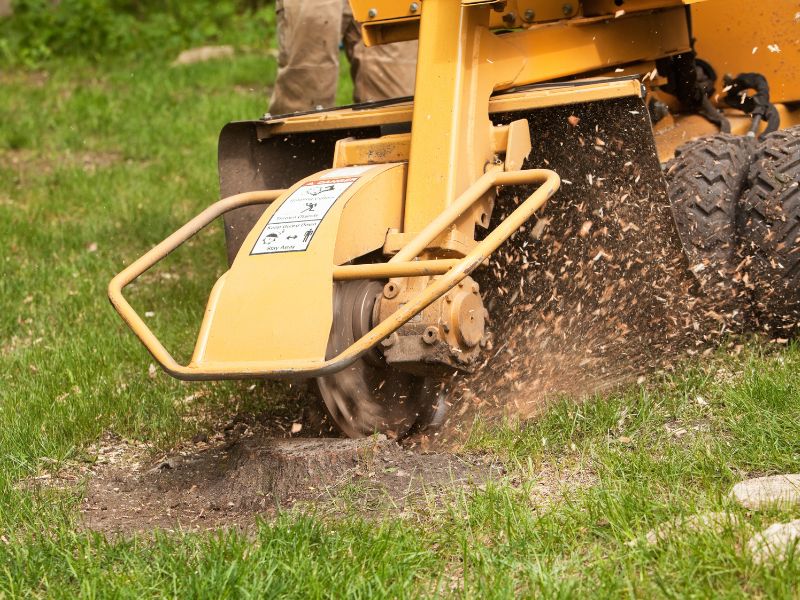 HOW TO REMOVE TREE ROOTS AFTER STUMP GRINDING