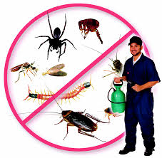 10 Essential Pest Control Tips for a Healthy Home