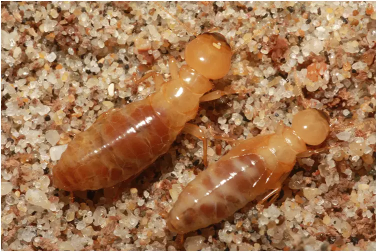 Termite Terminators: The Ultimate Solution for Treatment, Control, and Inspection