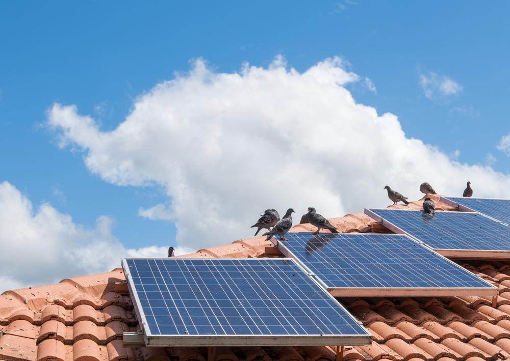 Protect and Preserve: Bird-Proofing Strategies to Extend Solar Panel Lifespan and Lower Energy Bills