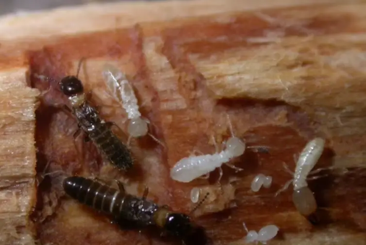 The Ultimate Guide to Termite Treatment: Protecting Your Investment