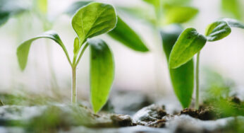 Biostimulants Market Overview 2024-2033 – Competitive Landscape and Strategies