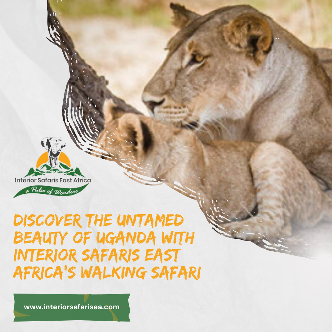 Trekking Uganda: A Journey into the Heart of African Wilderness