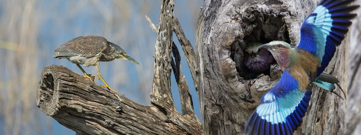 Ultimate Guide to Uganda Bird Watching Tours: A Feathered Paradise
